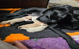 Goldador dogs for sale: Beautiful Goldadors- 2 BOYS LEFT  - Image 5