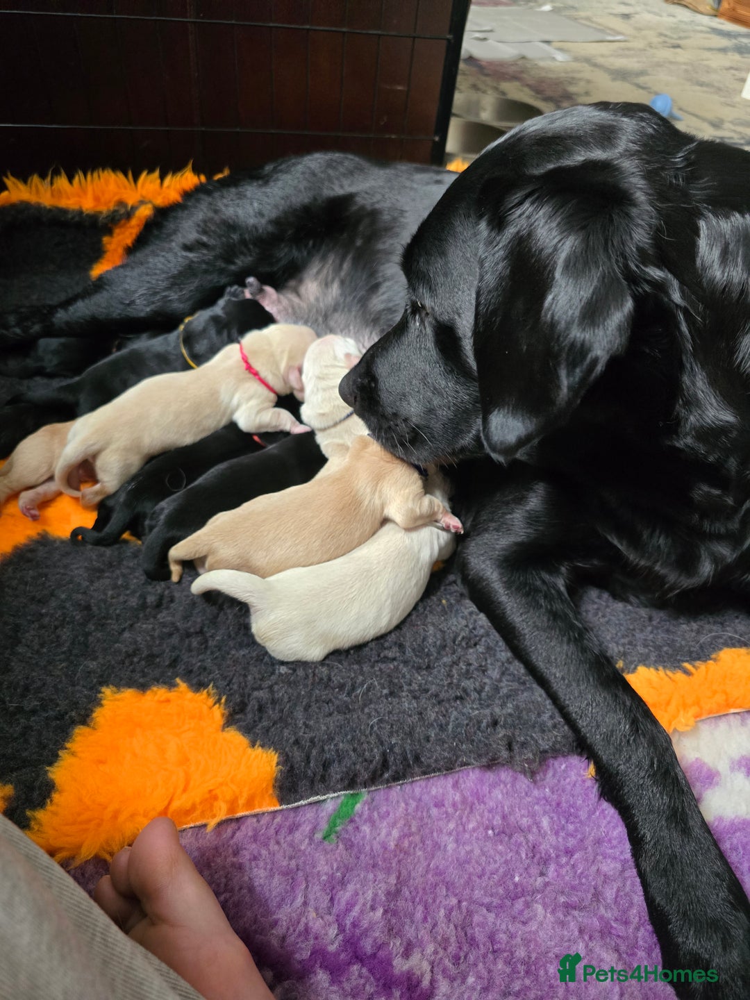 Goldador dogs for sale: Beautiful Goldadors- 2 BOYS LEFT  - Image 5