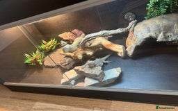 Bearded Dragon reptiles for sale: Zero leatherback bearded dragon  - Image 3