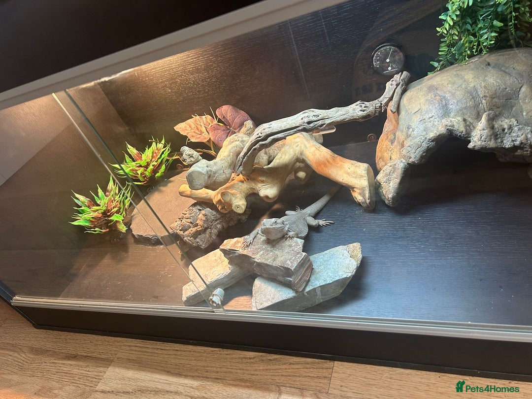 Bearded Dragon reptiles for sale: Zero leatherback bearded dragon  - Image 3