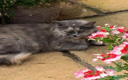 Mixed Breed cats for sale: Mixed Himalayan - Image 28