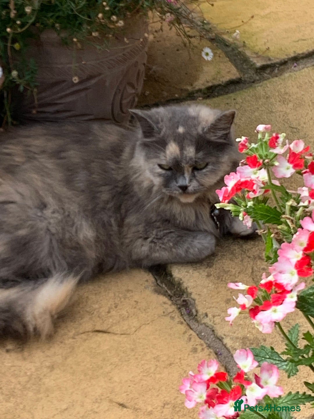 Mixed Breed cats for sale: Mixed Himalayan - Image 28