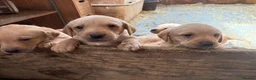 Labrador Retriever dogs for sale: labrador puppies - Advert 9