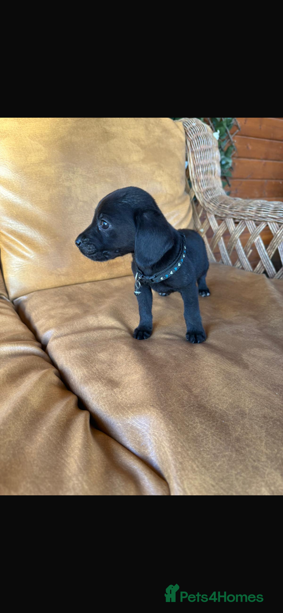 Mixed Breed dogs for sale: 7 playful beagledoor pups - Image 3