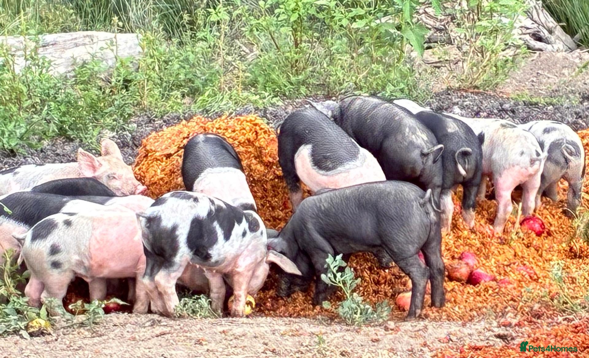 Pig livestock Pietrain x saddleback weaners for sale - Advert 14