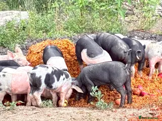Pig livestock Pietrain x saddleback weaners for sale - Advert 14