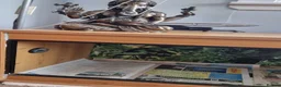 Python Snake reptiles for sale: Royal python with vivarium  in Newquay - Advert 5