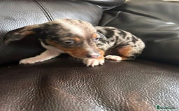 Miniature Dachshund dogs for sale: Dachshund puppies boys and girls ready now - Image 7