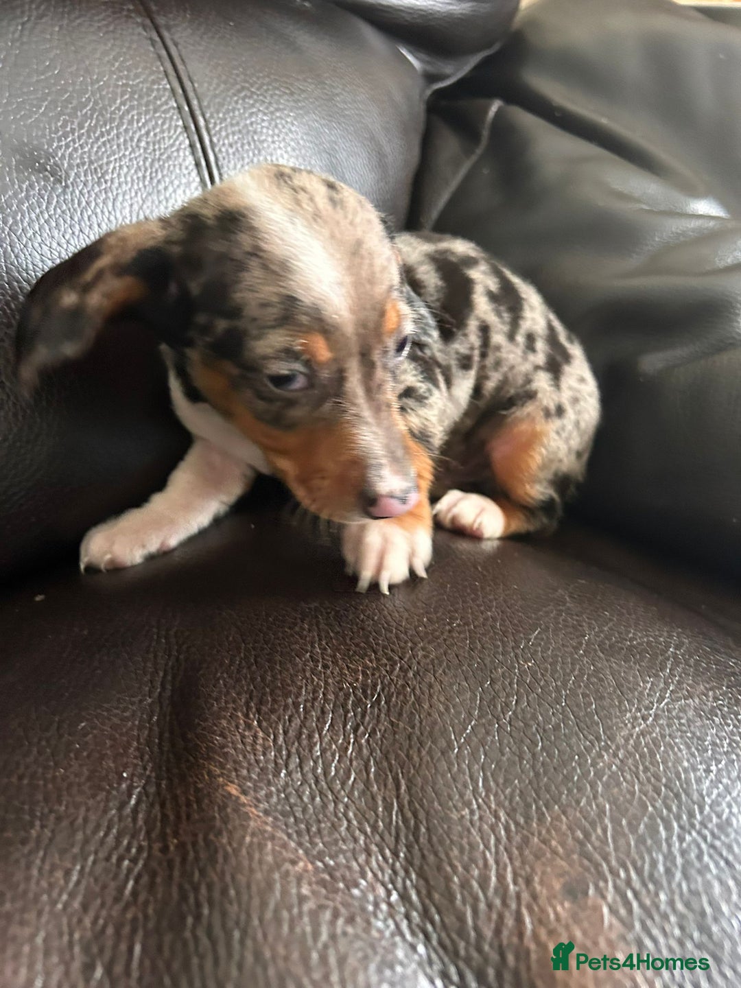 Miniature Dachshund dogs for sale: Dachshund puppies boys and girls ready now - Image 7