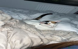 Domestic Shorthair cats for sale: 2 female kittens - Image 5
