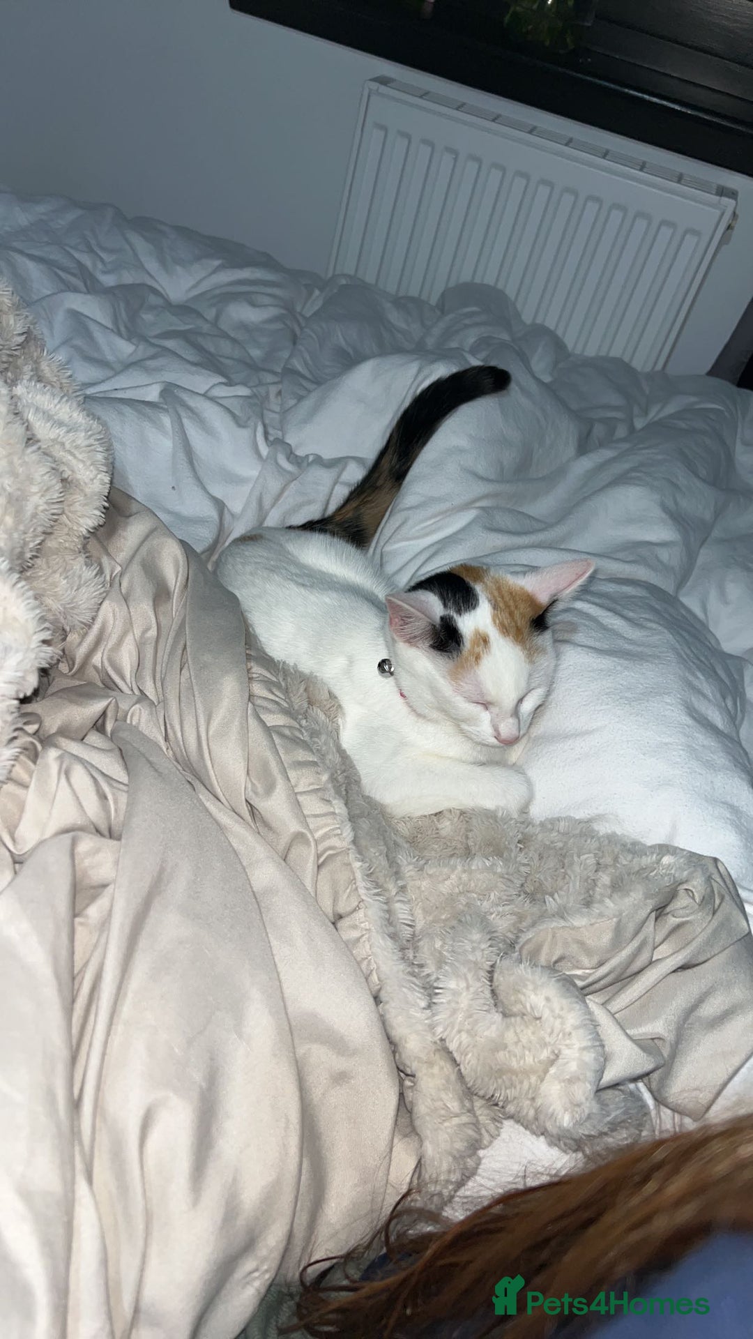 Domestic Shorthair cats for sale: 2 female kittens - Image 5