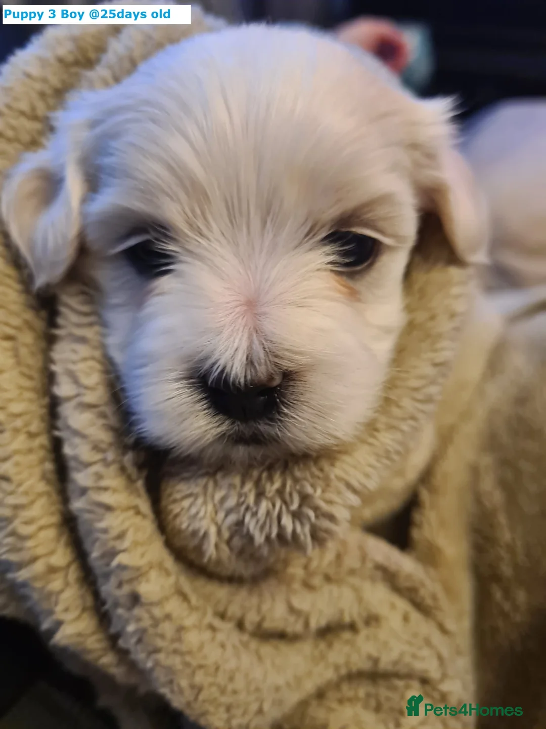 Maltese dogs for sale: Adorable Maltese puppies looking for forever home! - Advert 14