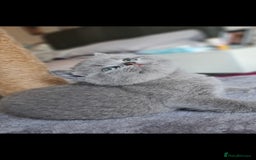 British Shorthair cats for sale: 🐾 British Shorthair Blue – 4 Female Kittens  - Image 1