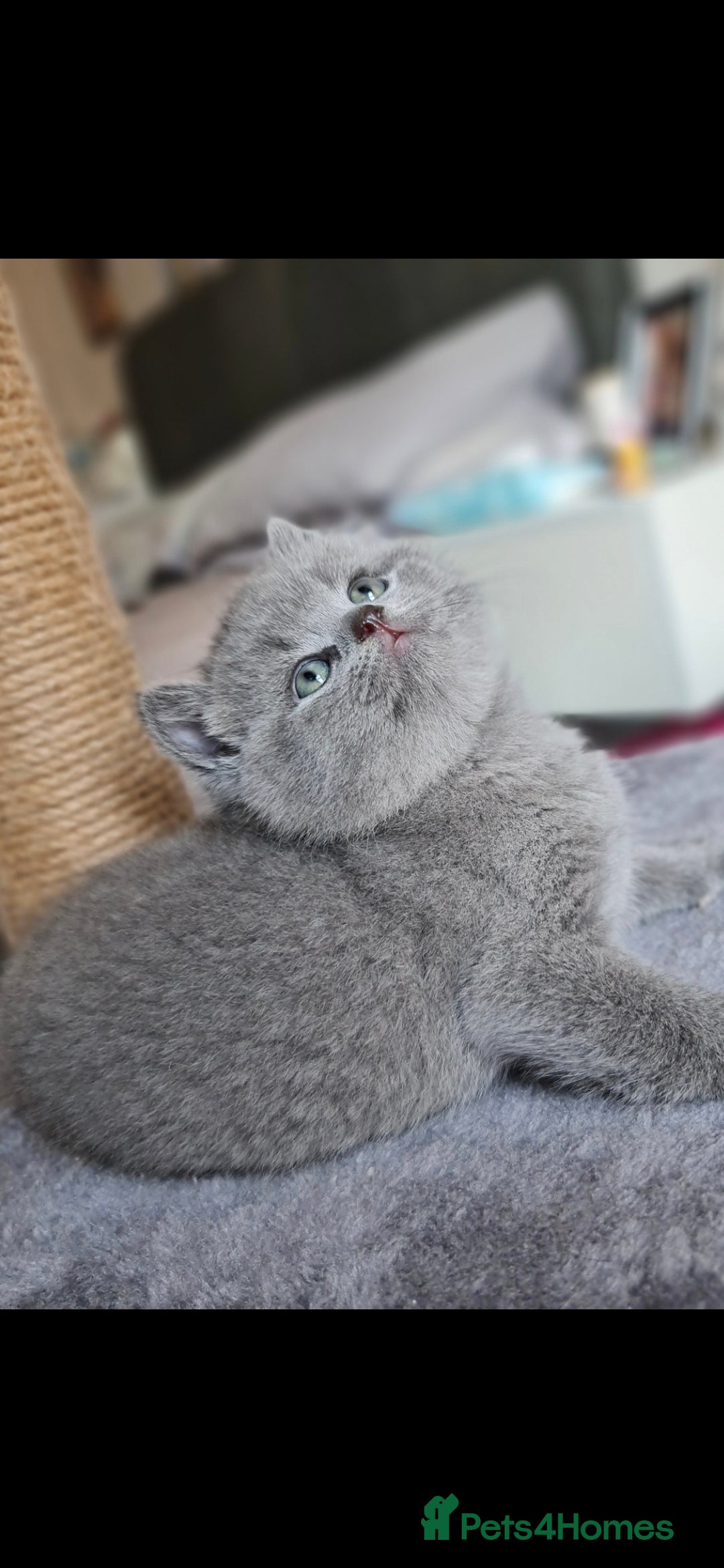 British Shorthair cats for sale: 🐾 British Shorthair Blue – 4 Female Kittens  - Image 1