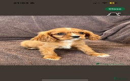 Cavalier King Charles Spaniel dogs for sale: Cody the Cavalier  - Image 2