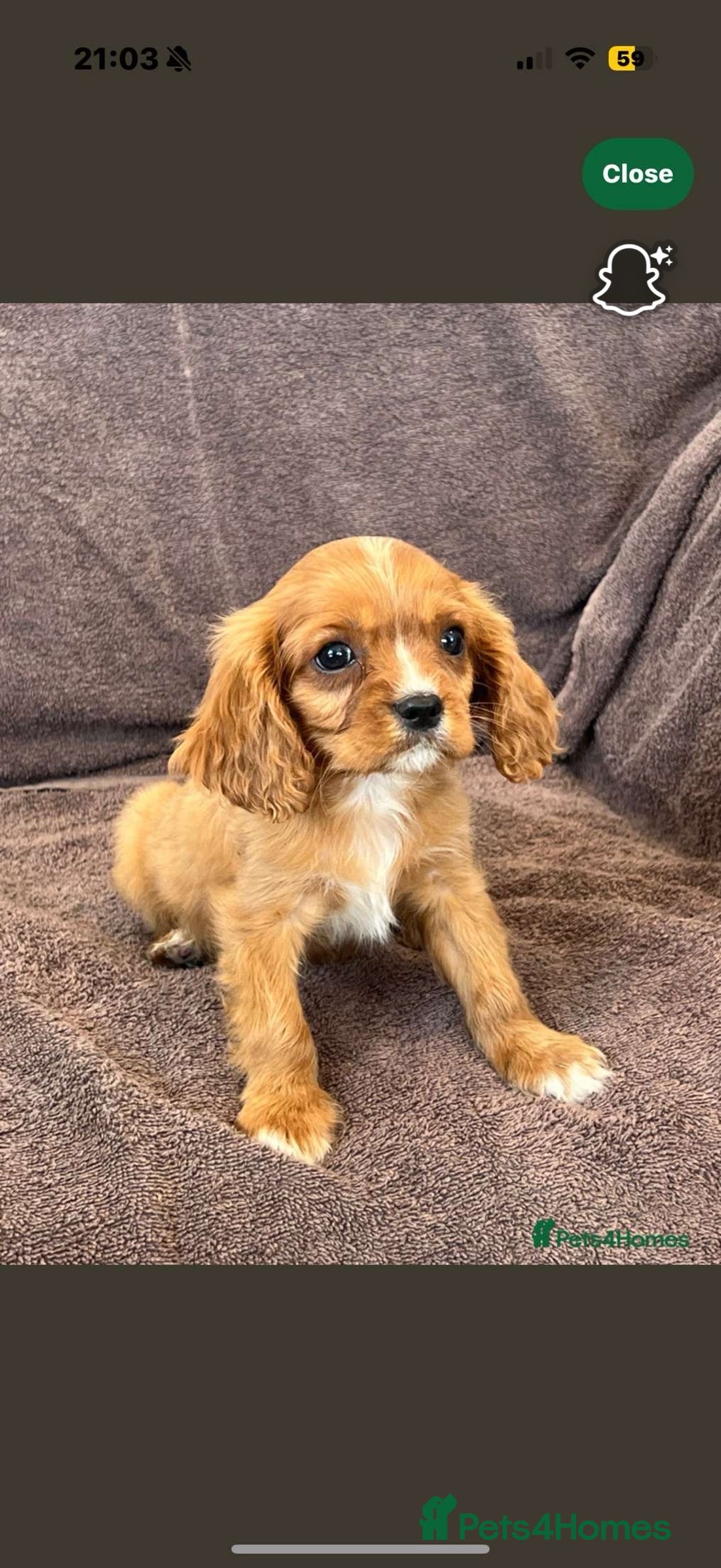 Cavalier King Charles Spaniel dogs for sale: Cody the Cavalier  - Image 2