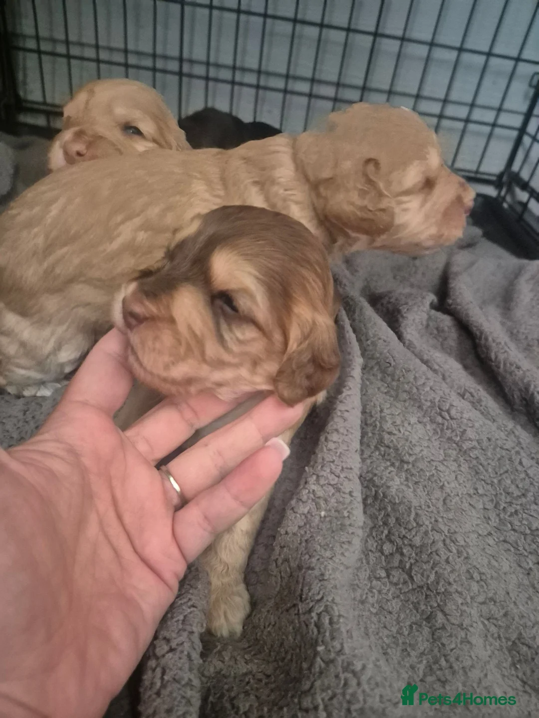 Cockapoo dogs for sale: Cocker spainels puppies - Advert 11