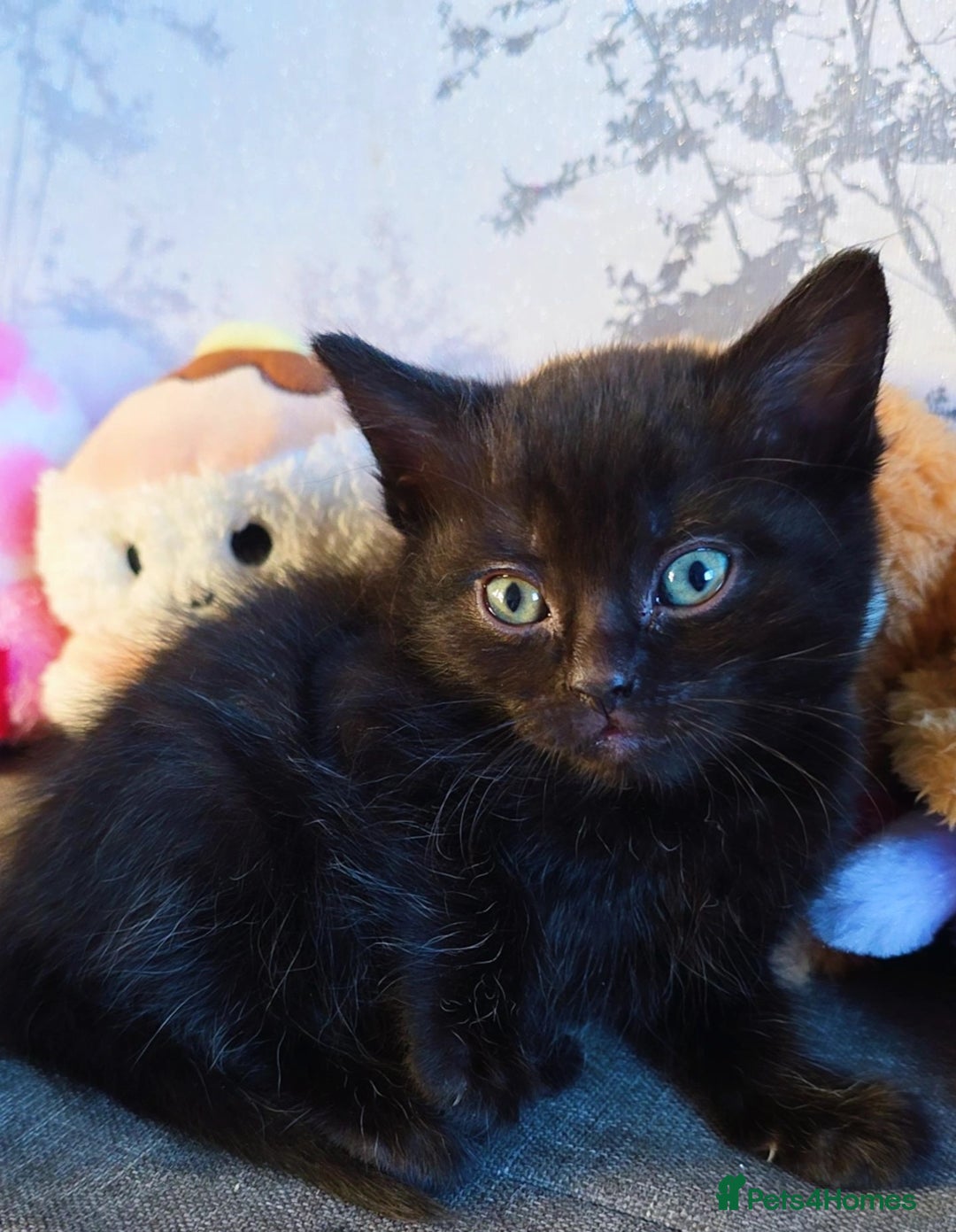 Mixed Breed cats for sale: 3 Black Grey Stripped Kittens For Sale - Image 4