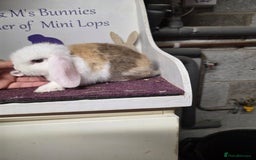 Mini Lop rabbits for sale: SOLD Sold  - Image 4
