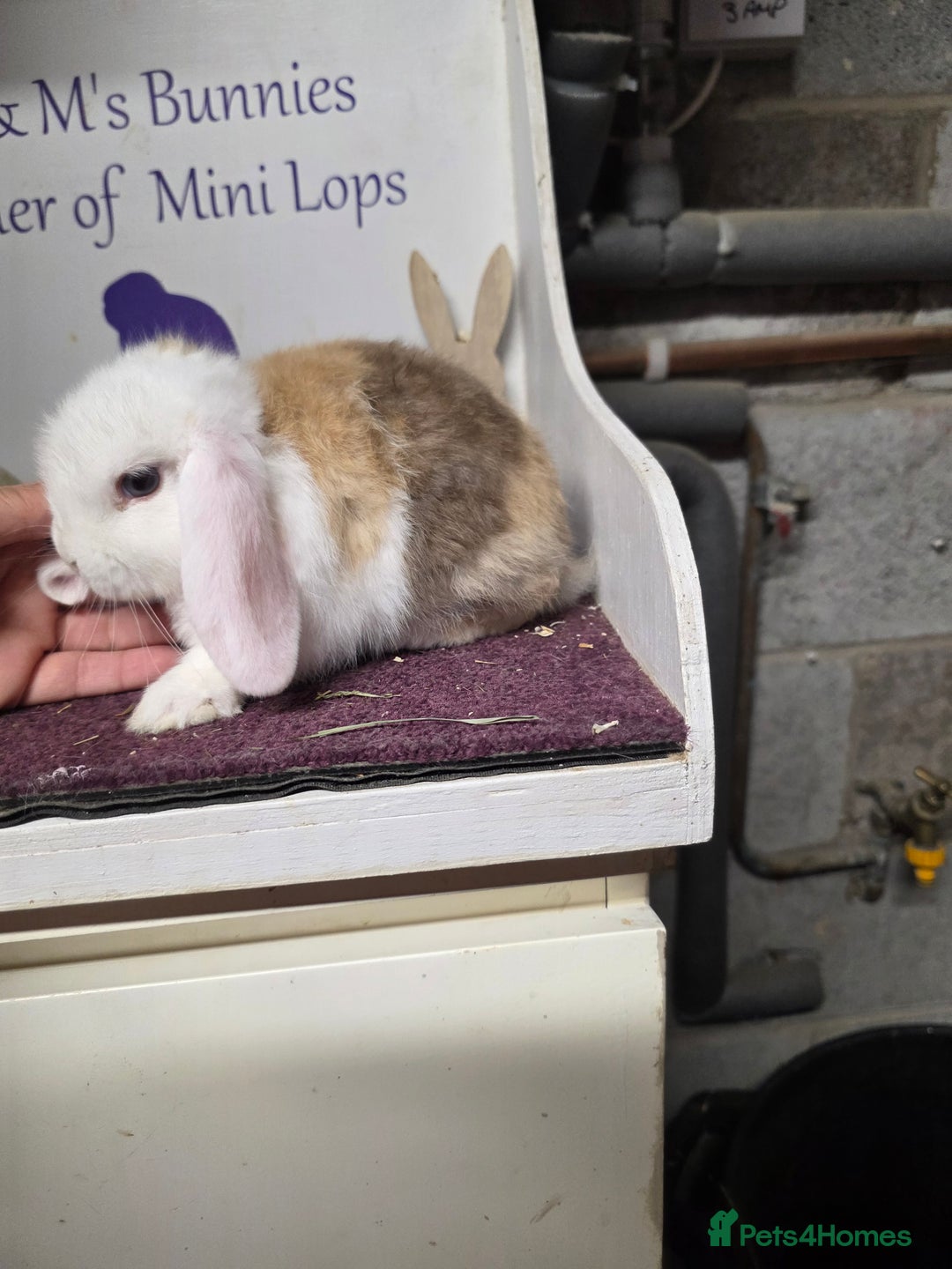 Mini Lop rabbits for sale: SOLD Sold  - Image 4