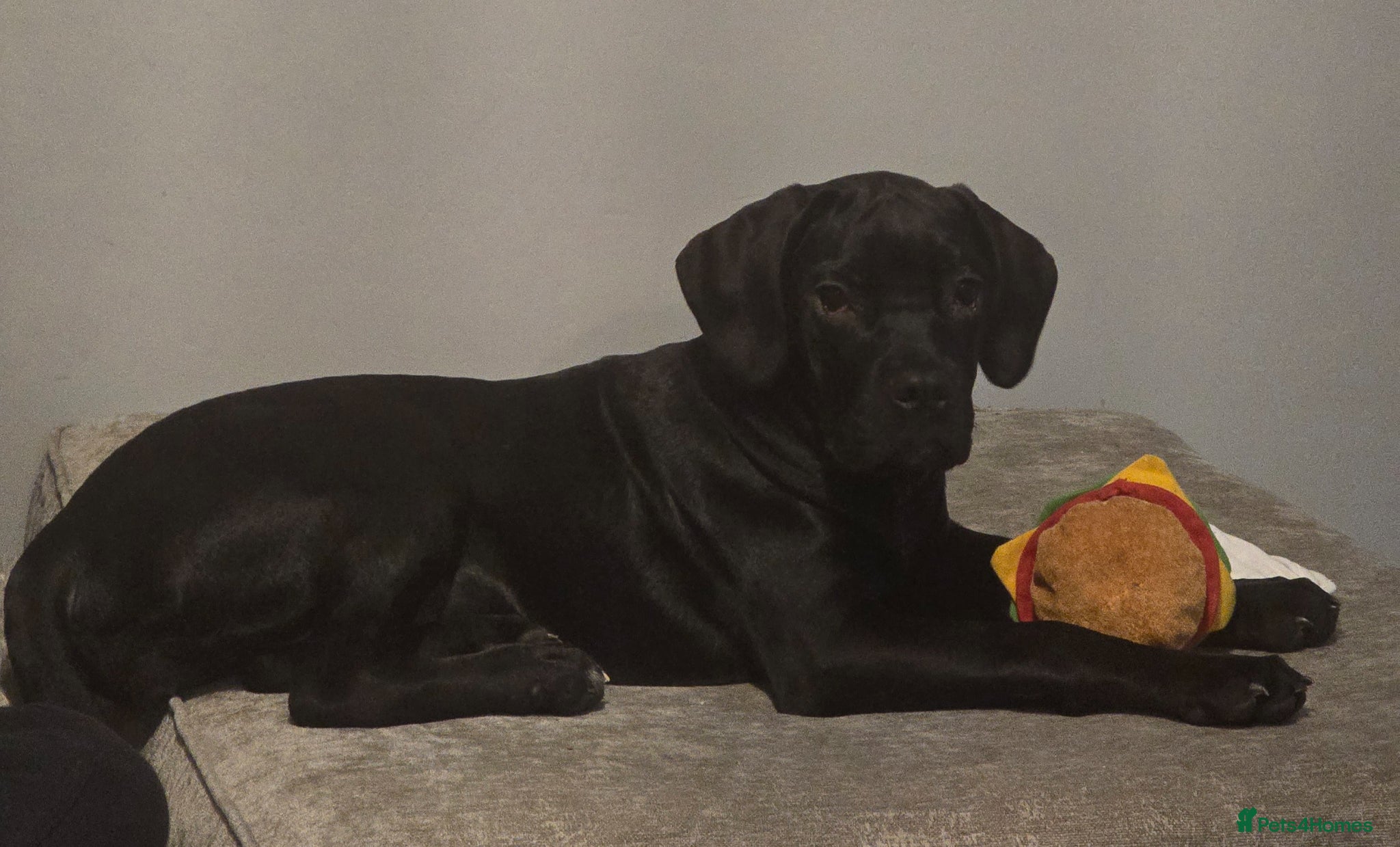 Cane Corso dogs Ruby  - Advert 1