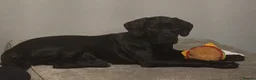 Cane Corso dogs for sale: Ruby  in Southampton - Advert 1