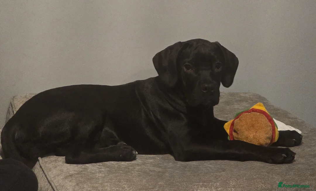 Cane Corso dogs for sale: Ruby  in Southampton - Advert 1