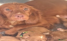 Cockapoo dogs for sale: F1 mini Cockapoos 30 dna health tested clear  - Image 9