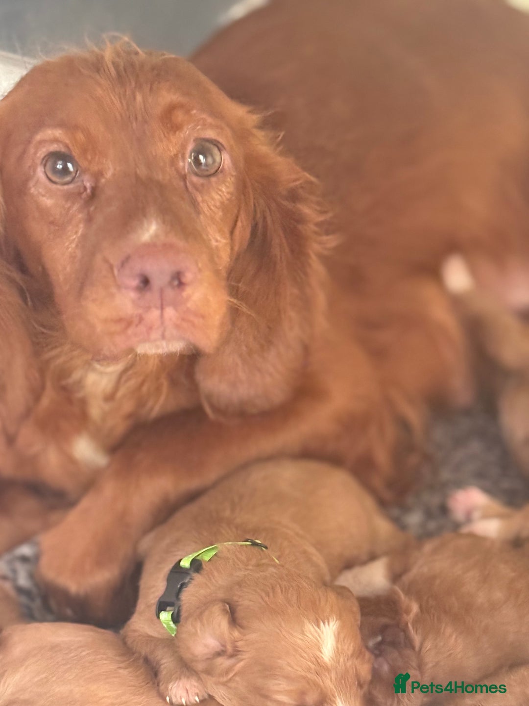 Cockapoo dogs for sale: F1 mini Cockapoos 30 dna health tested clear  - Image 9