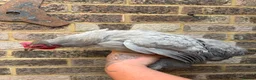 Chickens poultry for sale: Pekin bantams flock  - Advert 6