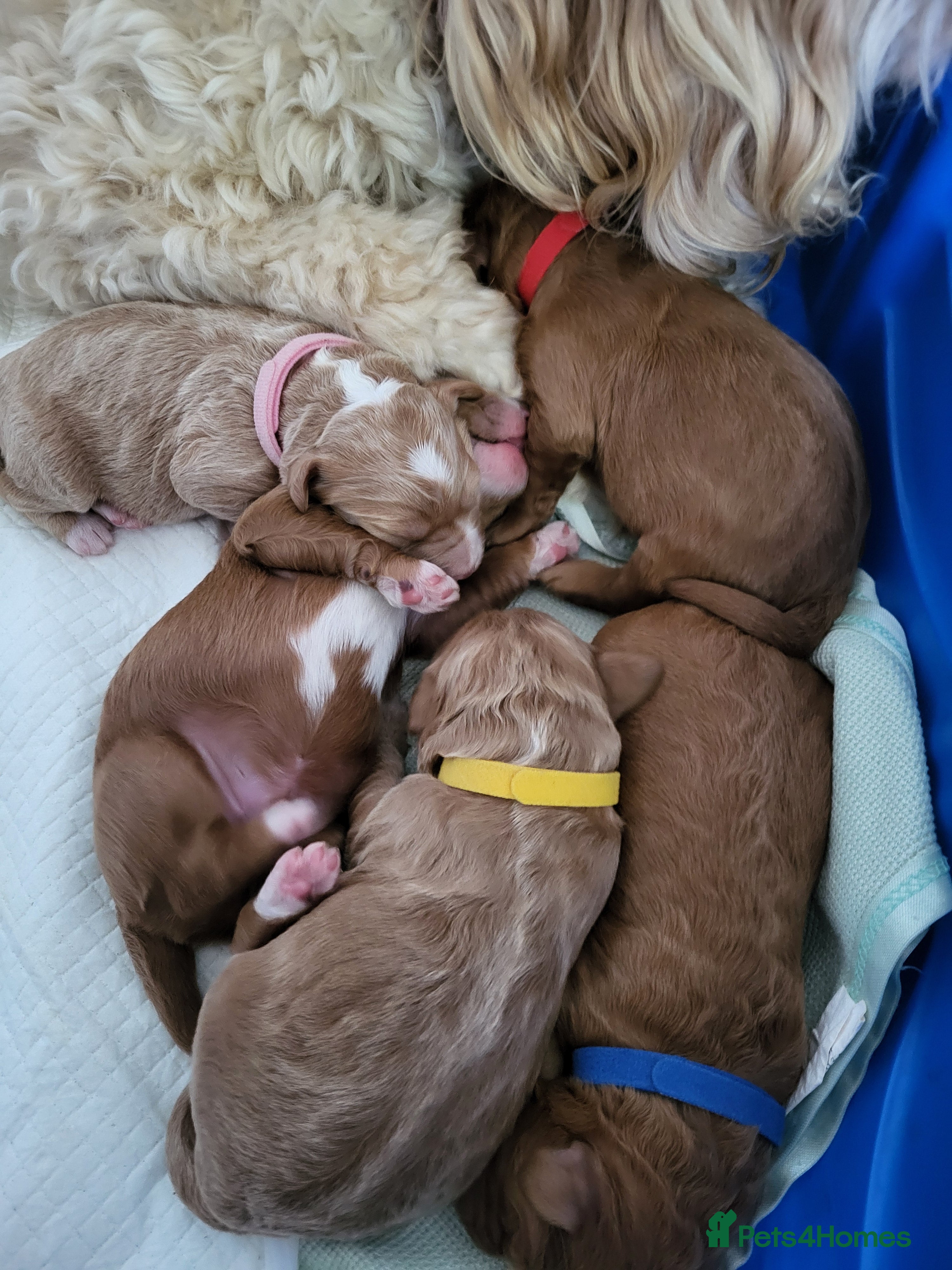 Goldendoodle dogs Goldendoodle puppies  - Advert 15