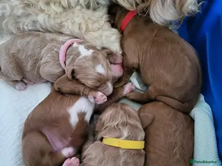 Goldendoodle dogs Goldendoodle-Doubledoodle with unique coat pattern - Advert 10