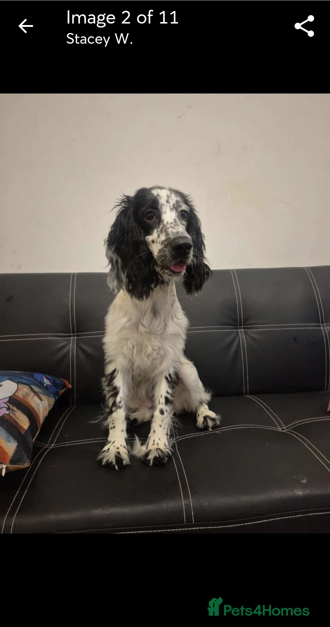 Cocker Spaniel dogs for sale: Lady Bobbi in London - Advert 2