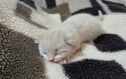 Mixed Breed cats for sale: Lovely mixed kittens 🐱😻😽👌 - Advert 2