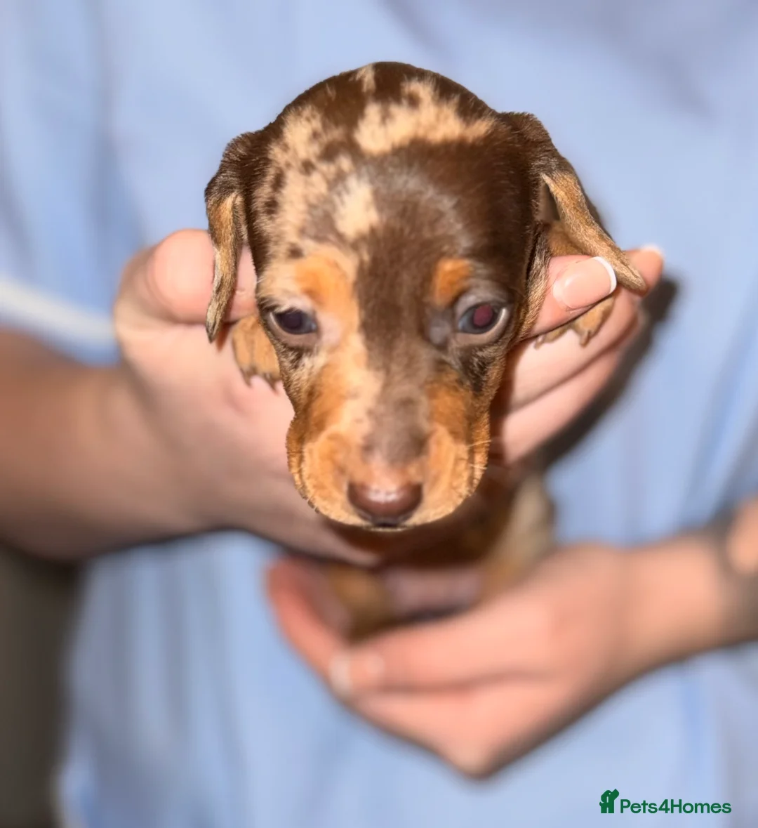 Miniature Dachshund dogs for sale: Stunning Mini-Dachshund litter - Advert 15