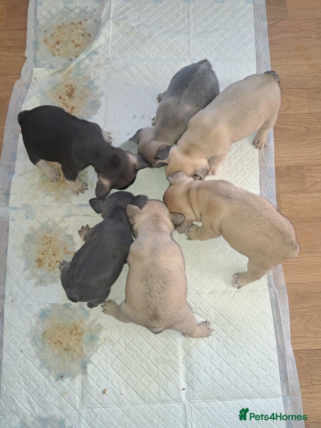 French Bulldog dogs for sale: French bulldog puppies  - Advert 12
