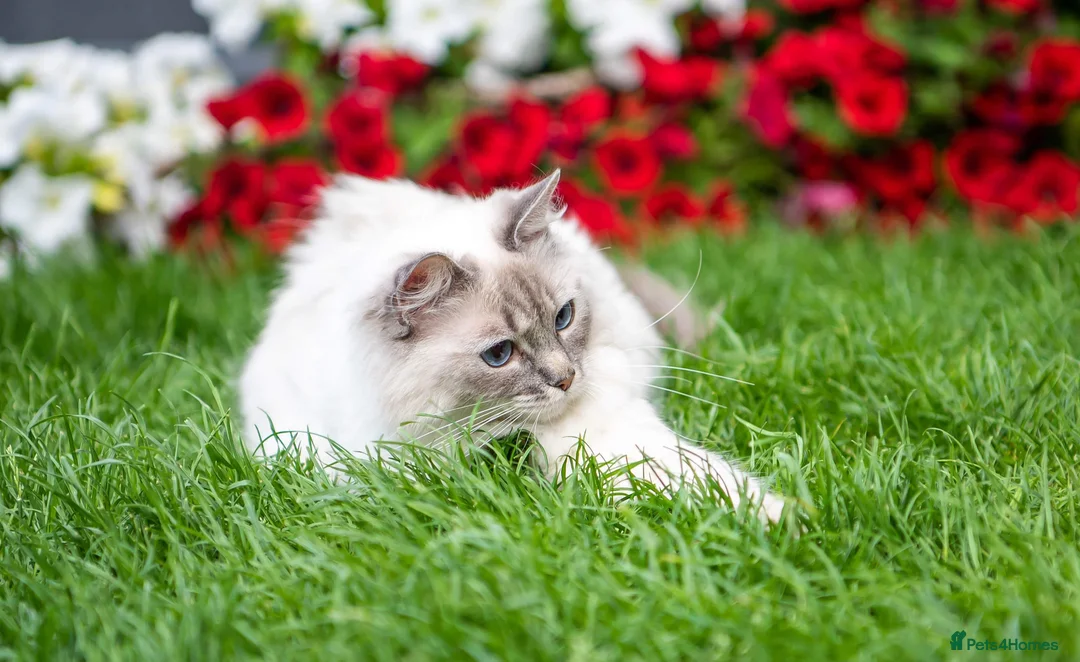 Ragdoll cats for sale: Ragdoll girl for rehoming  - Advert 3