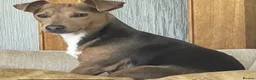 Jack Russell dogs for sale: Exquisite Smooth coated jack Russell’s  - Advert 7