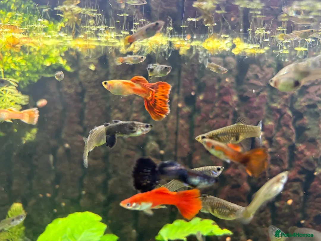 Other/Mixed Breed fish for sale: Assorted guppy fry £2 each - Image 2