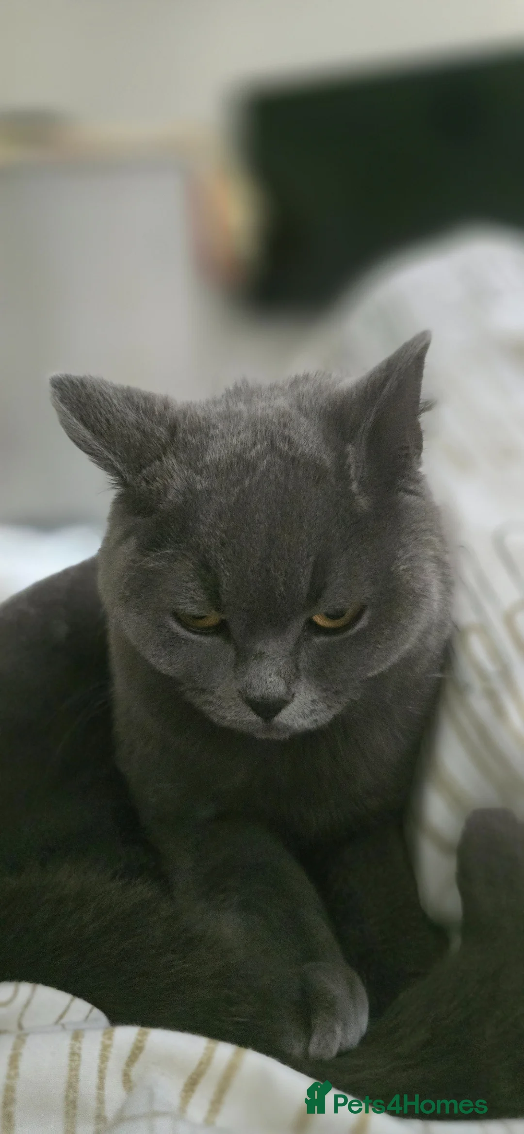 British Shorthair cats for sale: Blue British Shorthair girl - Advert 3