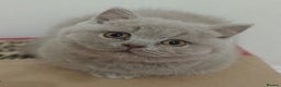 British Shorthair cats for stud: British Shorthair Cream/White 💙 Lilac/Blue Spot in Manchester - Advert 13