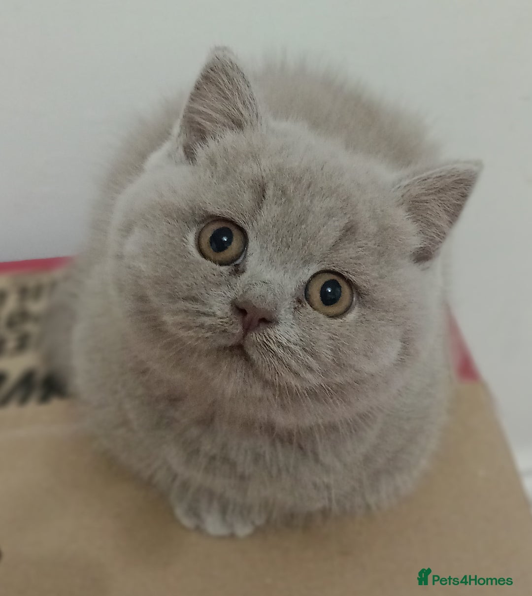 British Shorthair cats for stud: British Shorthair Cream/White 💙 Lilac/Blue Spot in Manchester - Advert 13
