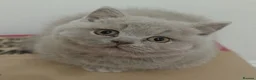 British Shorthair cats for stud: Gccf Active Studs Blue, Lilac, Blue Bi, Cream Bi - Advert 14