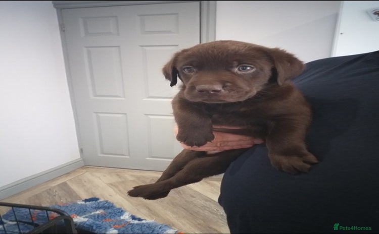 Labrador Retriever dogs - Advert 13