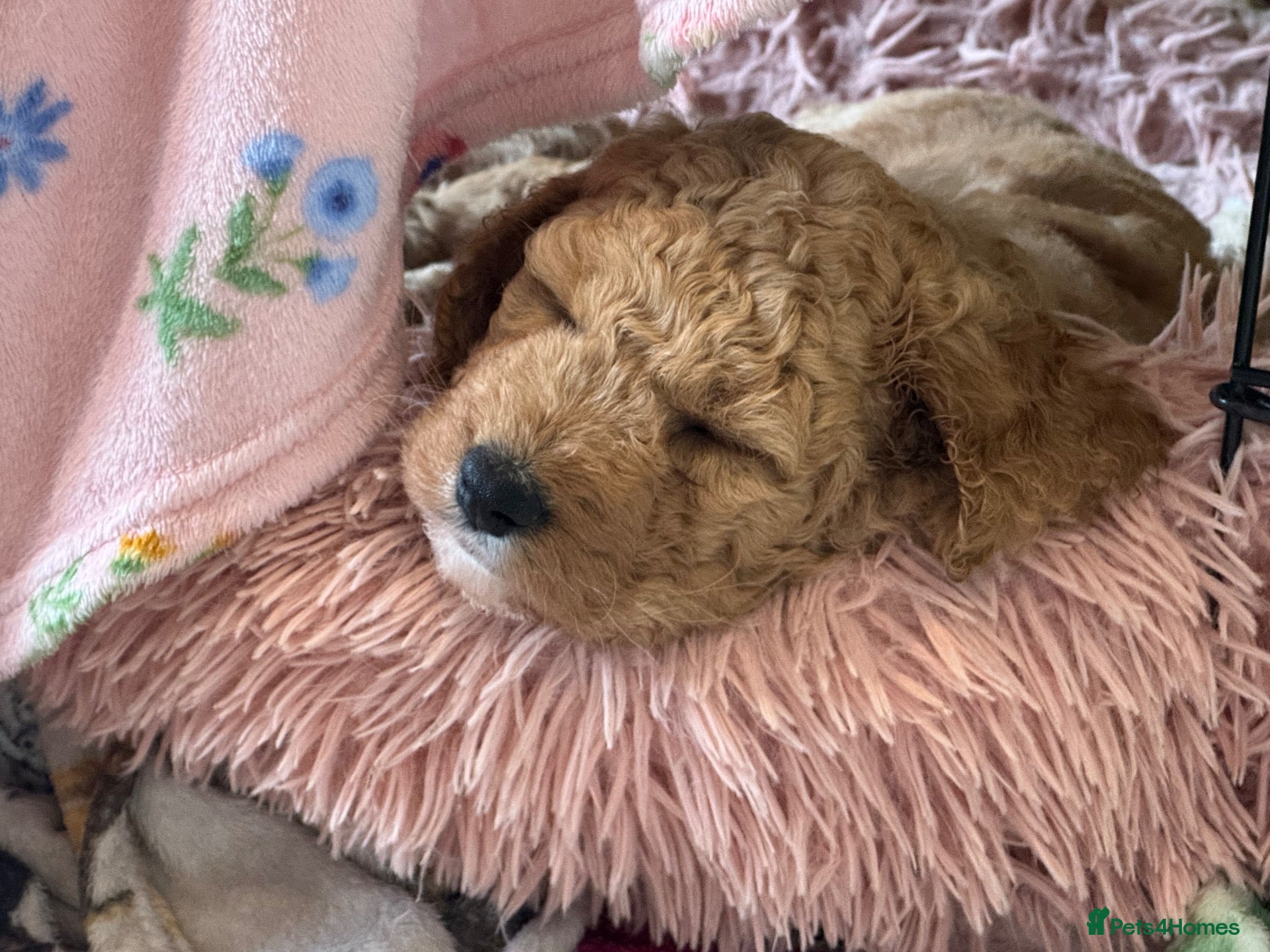 Mini Goldendoodle dogs Miniature Goldendoodle Ready 24th October!!!  - Advert 4