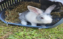 Harlequin rabbits for sale: 4 Gorgeous Harlequin bunnies looking for a 🏡  - Image 3