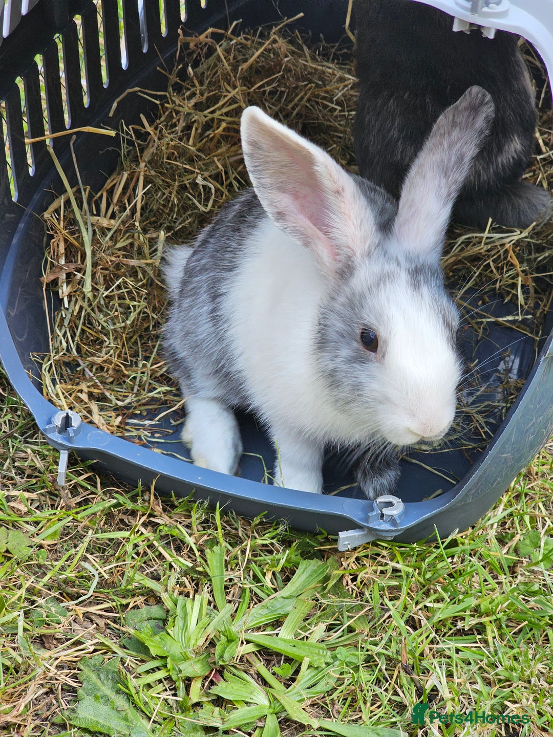 Harlequin rabbits for sale: 4 Gorgeous Harlequin bunnies looking for a 🏡  - Image 3