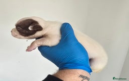 American Bully dogs for sale: Quality pocket/micro bully pups  - Image 3