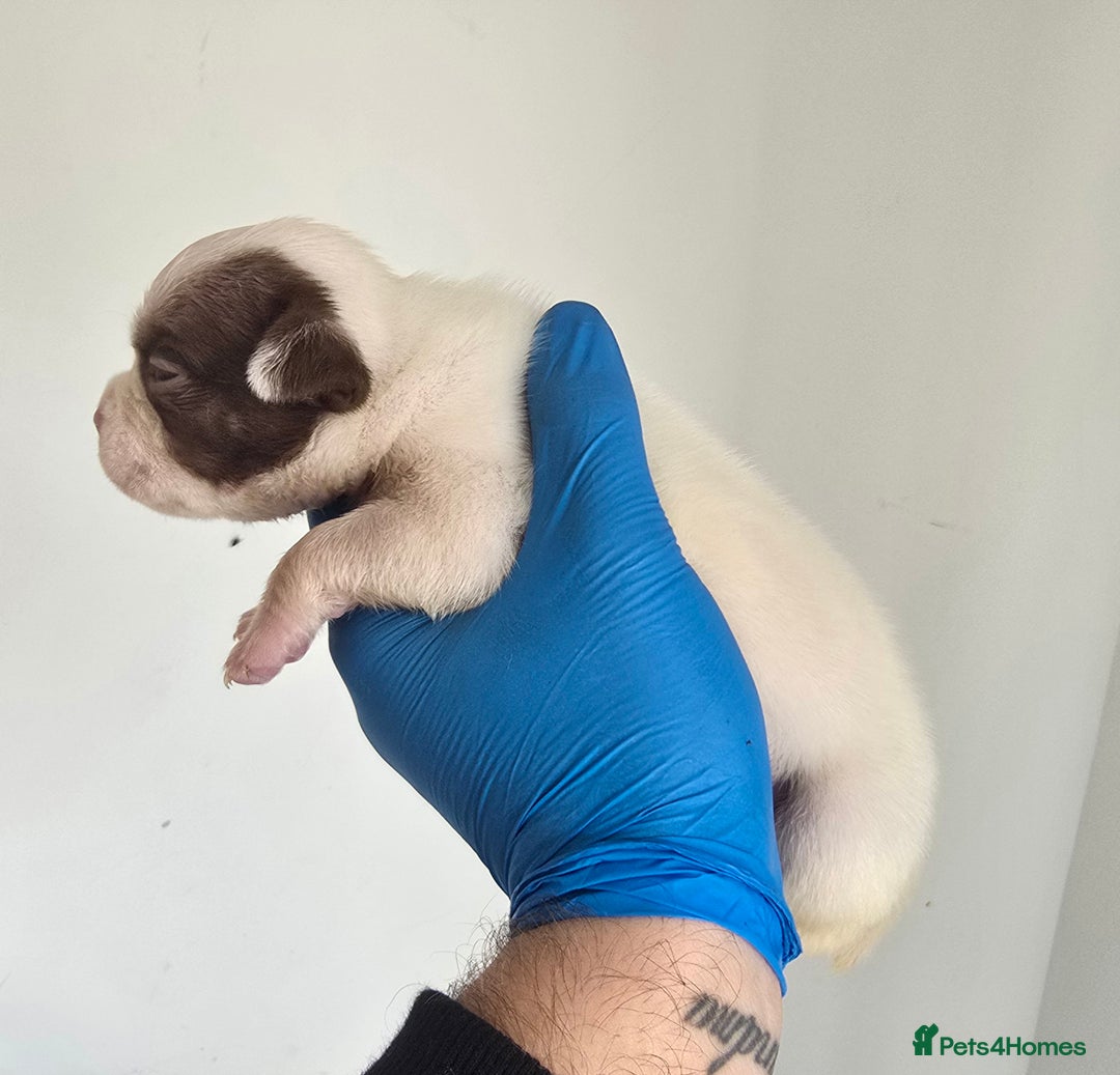 American Bully dogs for sale: Quality pocket/micro bully pups  - Image 3