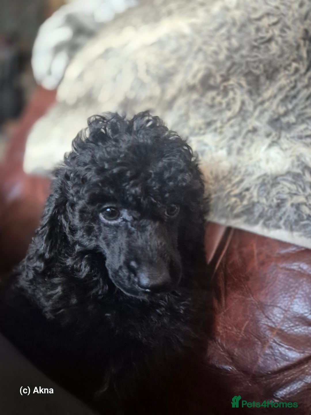 Miniature Poodle dogs for sale: Miniature Poodle Puppies - Image 4